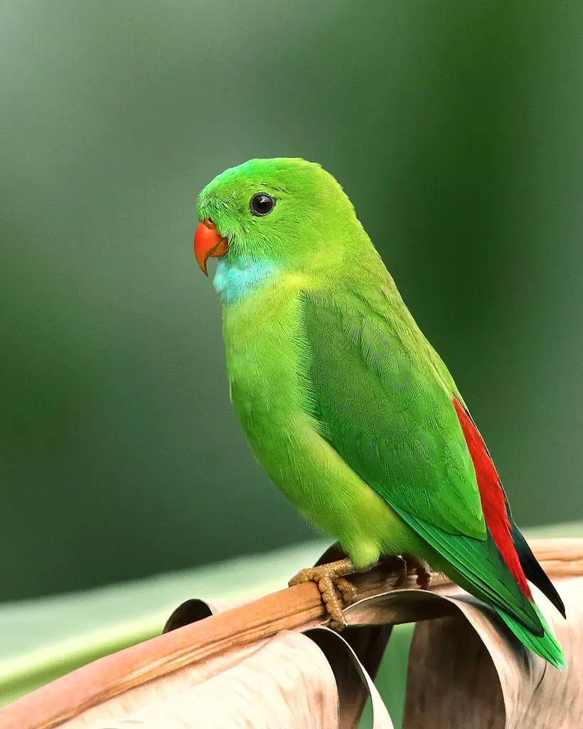 طوطی